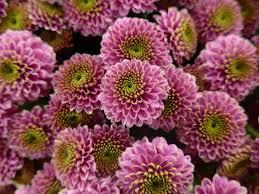Fleurs de Chrysanthèmes