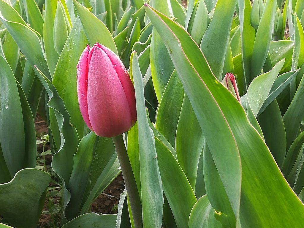 tulipe